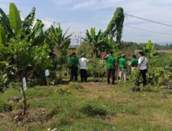 JARNAS Pemuda Hijau Tanam 5.000 Pohon di 3 Kota, Awal di Desa Cangkring Cirebon